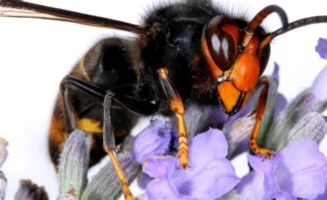 In tegenstelling tot de europese hoornaar (vespa crabro). Aziatische hoornaar rukt op in Nederland | Dieren op ...