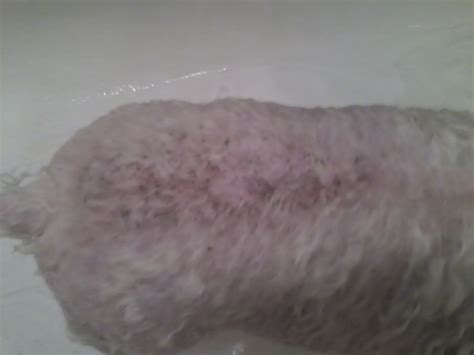 Dog Has Skin Problems What To Do