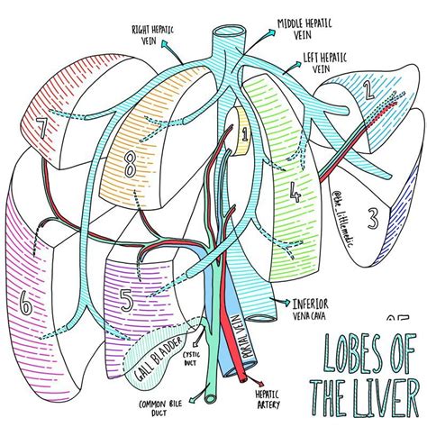 The Lobes Of The Liver Biology Revision Biology Notes Sonography