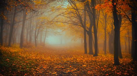 Download Wallpaper 1920x1080 Forest Fog Autumn Foliage
