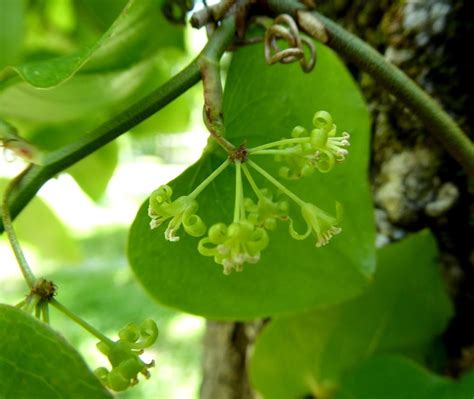 Other names for the plant include catbrier, bamboo vine, and jackson vine. Saw Greenbrier (Smilax bona-nox) - Garden.org