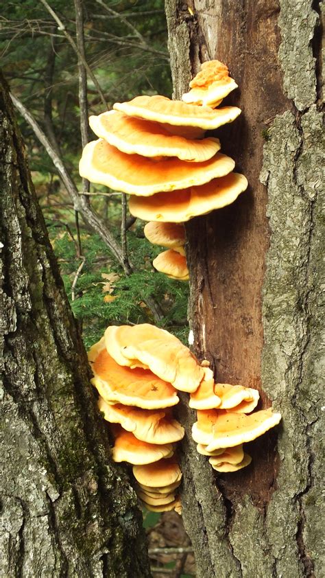 Awesome Orange Tree Fungus Endless Forms Most Beautiful
