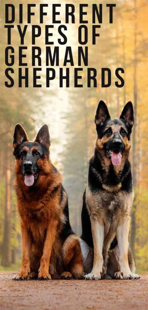 Different Types Of German Shepherds There Are More Than You Think