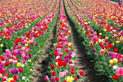 Tulips Farms Wallpapers High Quality Download Free