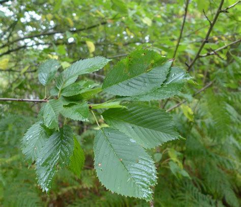 Native Trees Trail Gean Botanics Stories