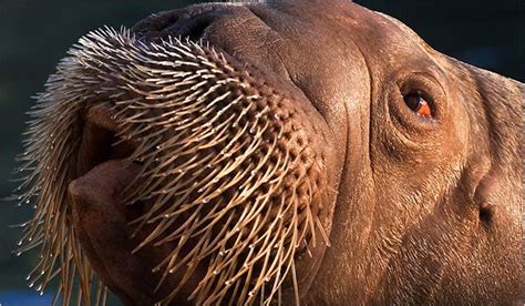 Walruses Animals Natalie Angier Science The New York Times