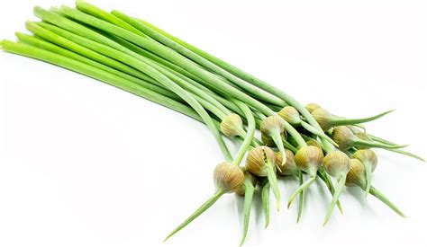 Elephant Garlic Scapes Information Recipes And Facts