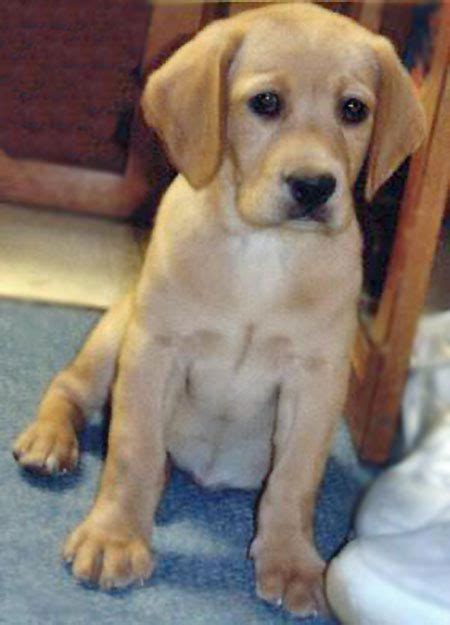 Swear To God This Is The Bet Mix Ever Beagle Yellow Lab I