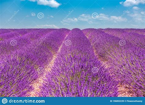 Provence France Lavender Field At Sunset Lavender Field