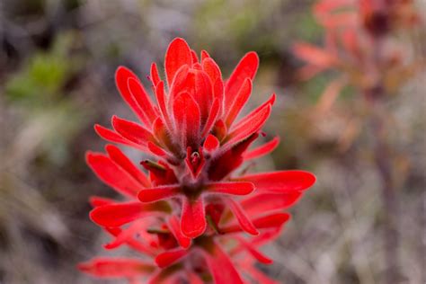 Your indian paintbrush flowers stock images are ready. Indian Paintbrush Flower Meaning : Sakura Tucson