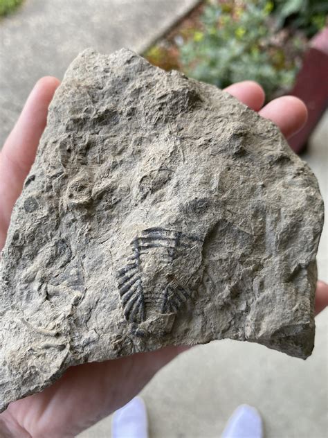 Found This Near Thatcher Park Ny I Think Its A Trilobite Fossil But