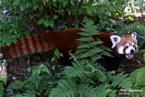 Panda Roux Parc Zoo Du Reynou