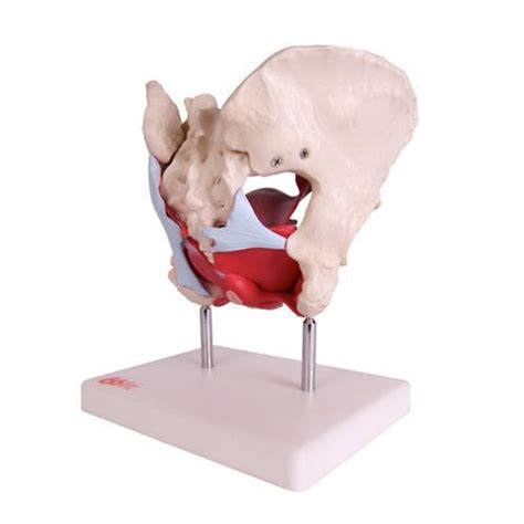 66fit Female Pelvic Muscles And Organ Anatomical Model