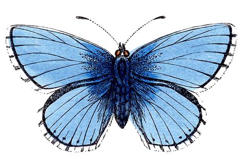 Free Victorian Butterfly Cliparts Download Free Victorian Butterfly