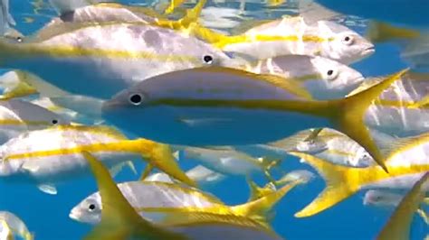 Yellowtail Snapper Fishing is Favorite for Florida Keys ...