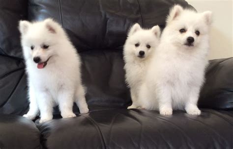 Pedigree Japanese Spitz Puppies For Sale Banff