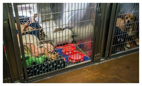 Noahs Animal House Keeps Pets And Families Of Violence Together Petguide
