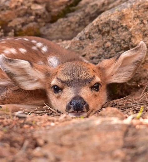 Animals On Land On Instagram This Very Young Mule Deer Fawn Photo By