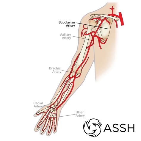 These vessels are channels that distribute blood to the body. LE_5616 Diagram Of Veins In Your Arm Wiring Diagram