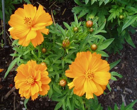 Paudha Cosmos Orange Seed Price In India Buy Paudha Cosmos Orange