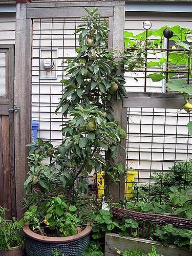 Make an avocado tree bear fruit. Dwarf Avocado Tree | Dwarf Avocado Trees | The Potted ...