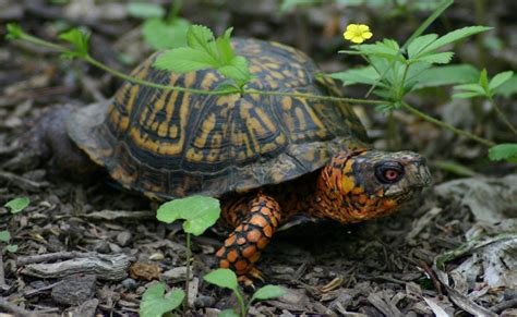 150 Species In Indiana Now Listed As Endangered Or ‘special Concern