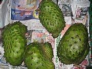 Pokok durian belanda merupakan pokok yang berasal dari hutan tropika carribean amerika selatan yang kini telah ditanam. Durian belanda - Wikipedia Bahasa Melayu, ensiklopedia bebas