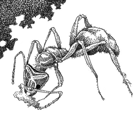 20 Ant Drawing Pencil Sketch And Color Ideas Images Drawing All
