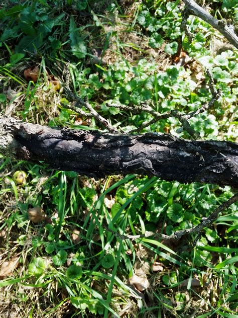 Learn About Sooty Canker Fungus Gardening Know How