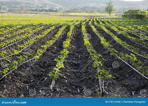 Planting Vegetables In Long Rows Conventional Horizontal Farming Or