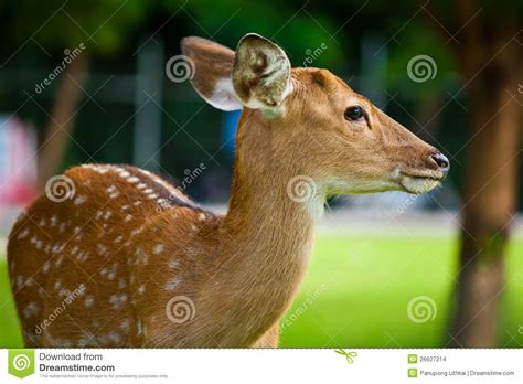 Sika Deer Stock Photo Image Of Habitat Forest Nippon