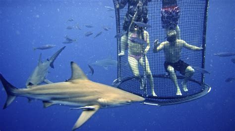 Shark Cage Diving Kzn In Durban Cage Diving Kzn December