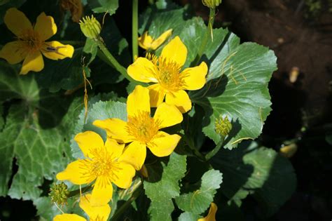 Yellow Water Flower Free Stock Photo Public Domain Pictures