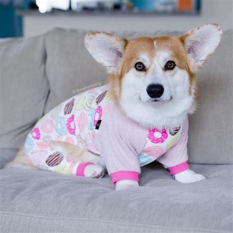 I will always be available to help you with any needs for the life of your cornerstone cardigan. 19 Elegant Corgi Puppies Mn | Puppy Photos
