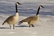 Savoring Servant: Canada Geese are back and complaining