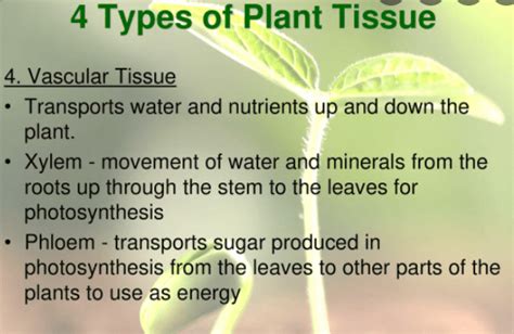 How Many Types Of Plant Tissues Are There