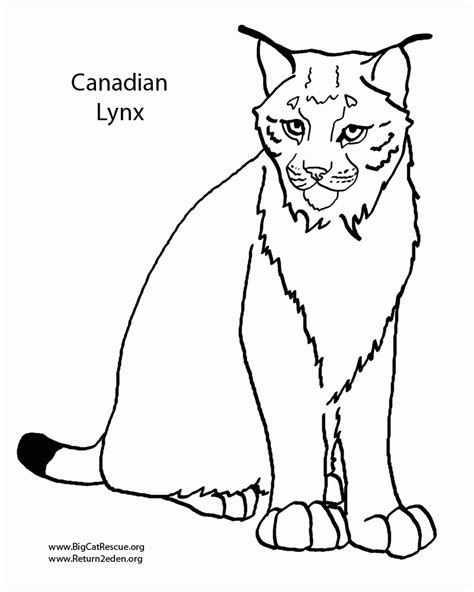 Canadian Lynx Pictures Coloring Home