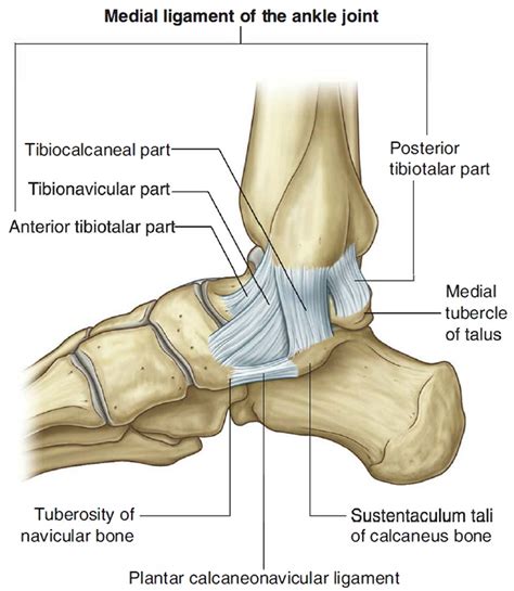 Tendons And Ligaments In Foot And Leg Full Structure Of The Body