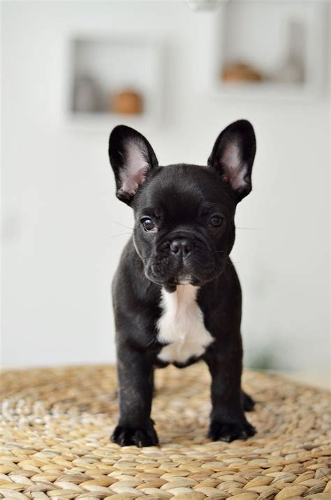 10 Best French Bulldog Dog Names French Bulldog Puppies French