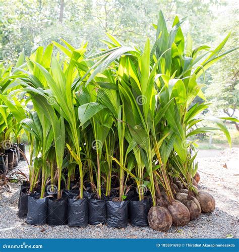 Coconut Seedlings Are Ready For Planting Stock Image Image Of