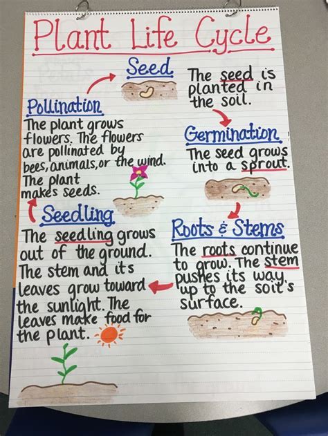 Plant Life Cycle Anchor Chart More Plants Life Cycle Activities