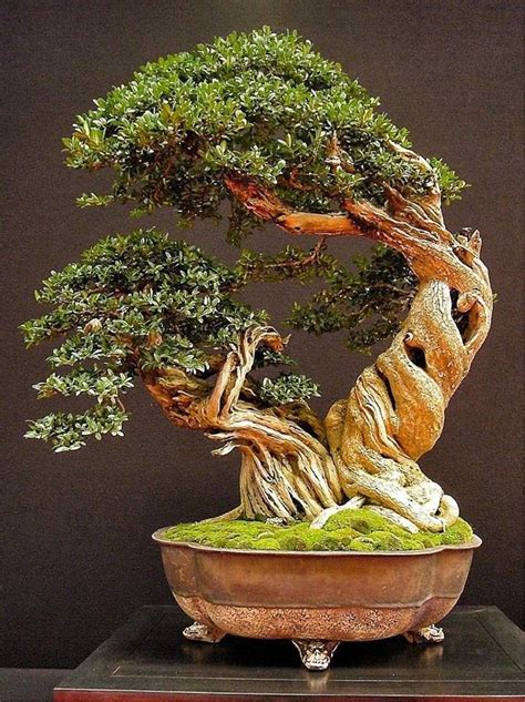 The 25 Best Bonsai Tree Types Ideas On Pinterest Bonsai Plants