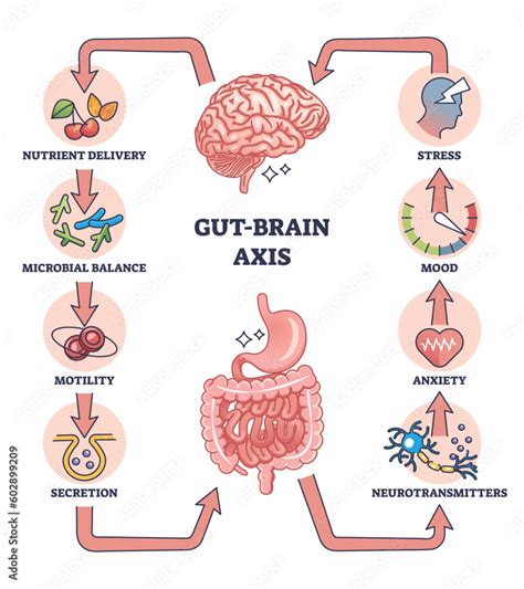Gut Brain Axis As Intestinal And Nervous System Interaction Outline
