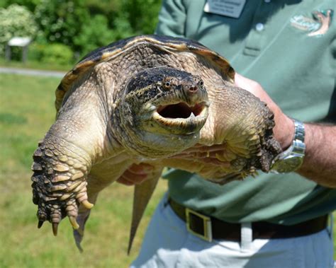 Virginia Living Museum Snapping Turtle Feeding Video Virginia