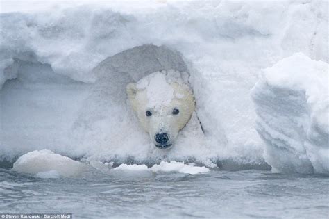 Peek A Bear Cute Cub Sticks His Head Through The Snow While Playing In