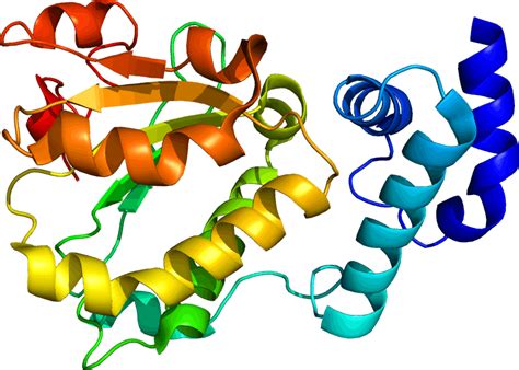 10 Examples Of Proteins In Food And Biology Database Football