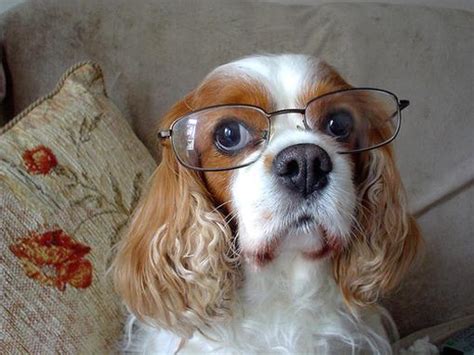 Funny And Cute Animals With Glasses Pets Cute And Docile