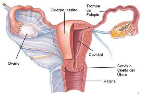 Anatom A De Tero Y Ovarios Diplomadomedico Com