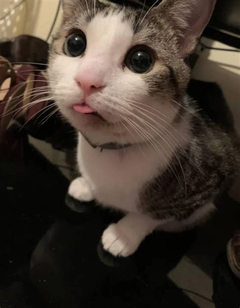 20 Kitty Cat Blep Moments To End 2019 With A Happiness Overload