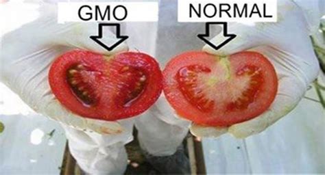 How To Identify Genetically Modified Food In The Shops And Markets